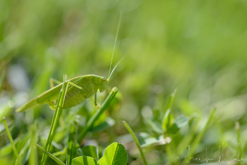 Grande sauterelle verte (Tettigonia viridissima)