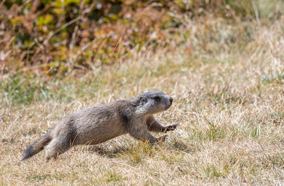 Marmotte des Alpes (Marmota marmota)