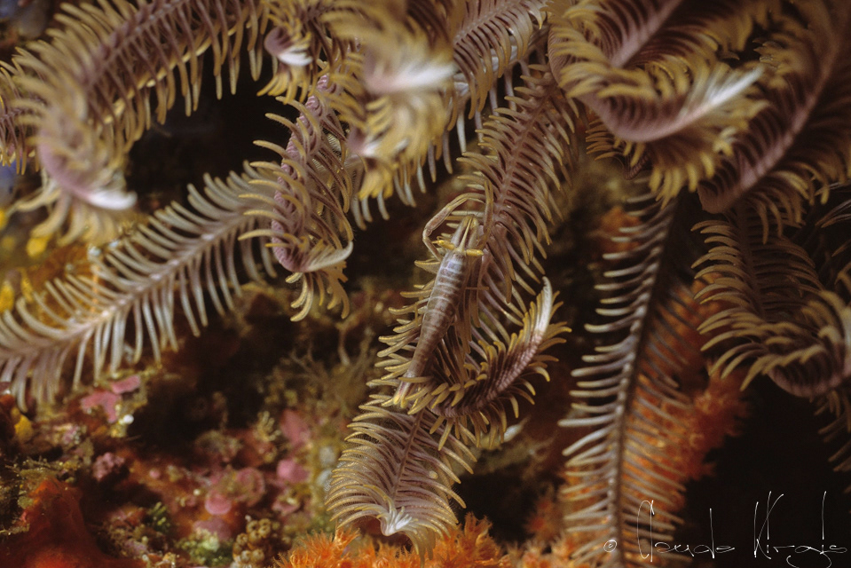 Crevette commensale des crinoïdes (Laomenes sp)