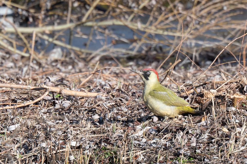 Pic Vert-femelle (Picus viridis)