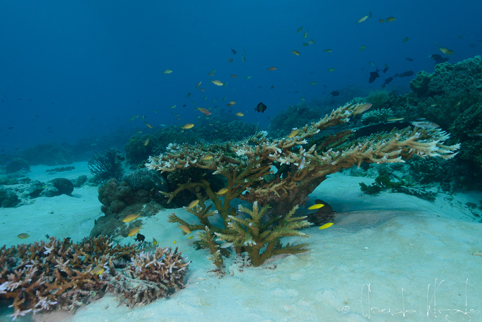 Corail (Acropora)