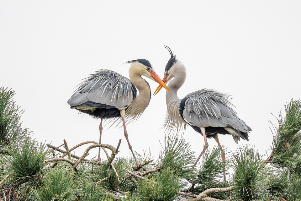 Héron cendré (Ardea cinerea)