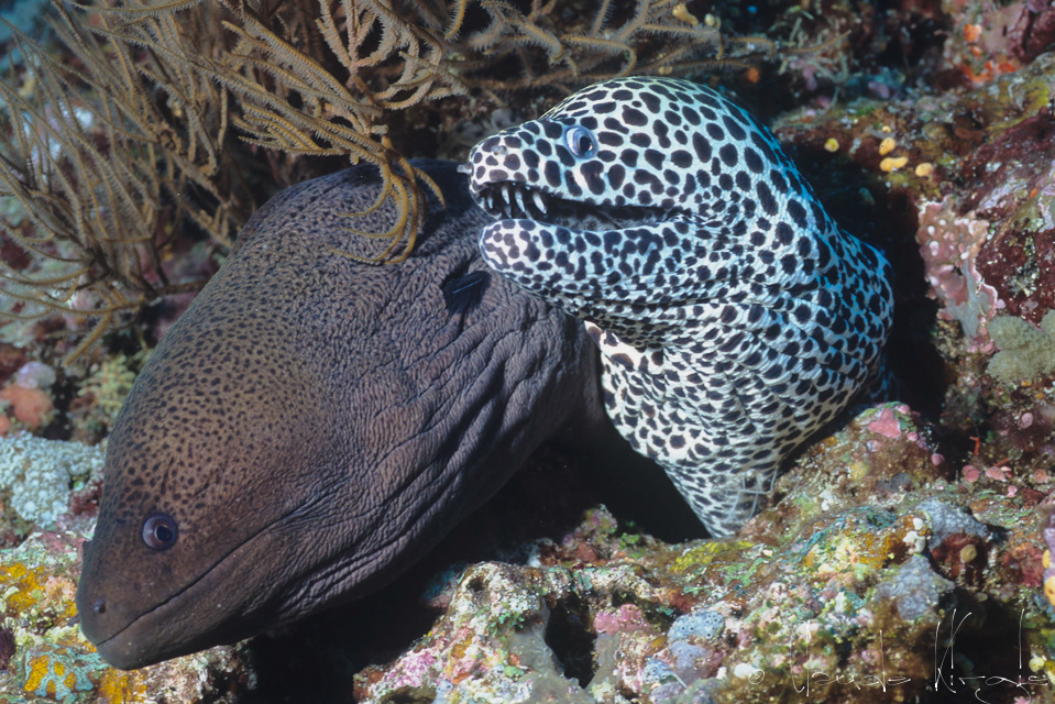Murène géante et murène léopard (Gymnothorax javanicus & Gymnothorax favagineus)