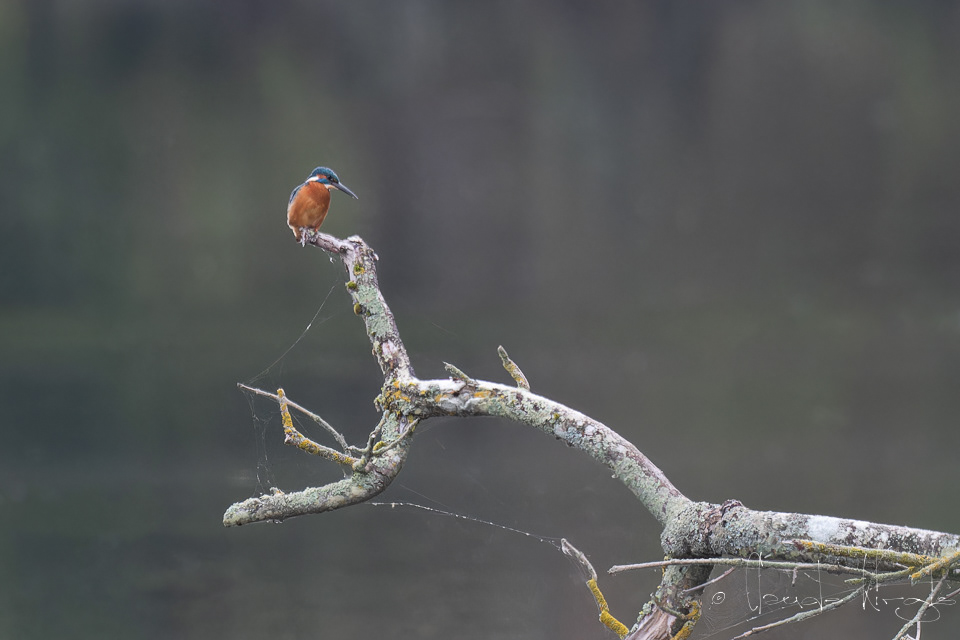 Martin-Pêcheur d'europe (Alcedo atthis)