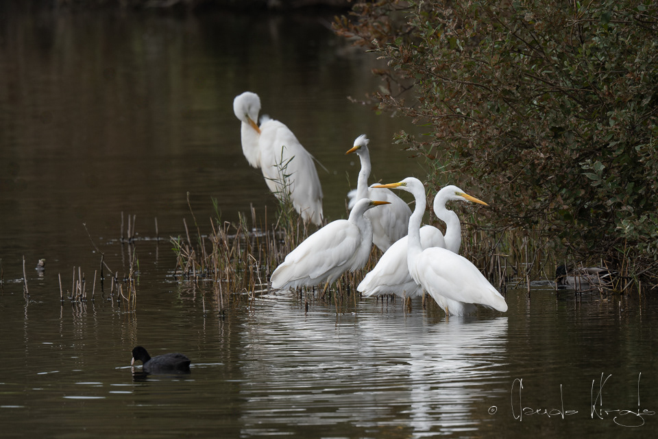 Grande Aigrette (Ardea alba)