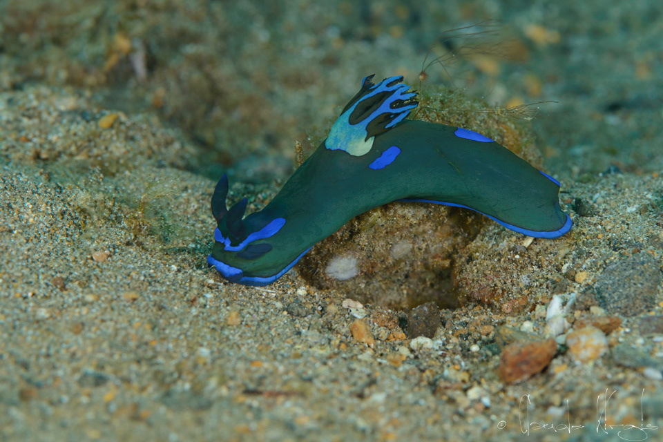 Tambja sombre (Tambja morosa)