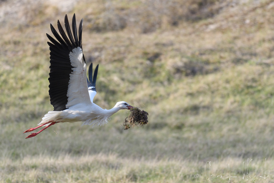 Cicogne blanche (Ciconia ciconia)