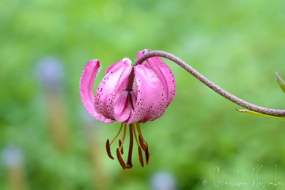 Le lis martagon (Lilium martagon)