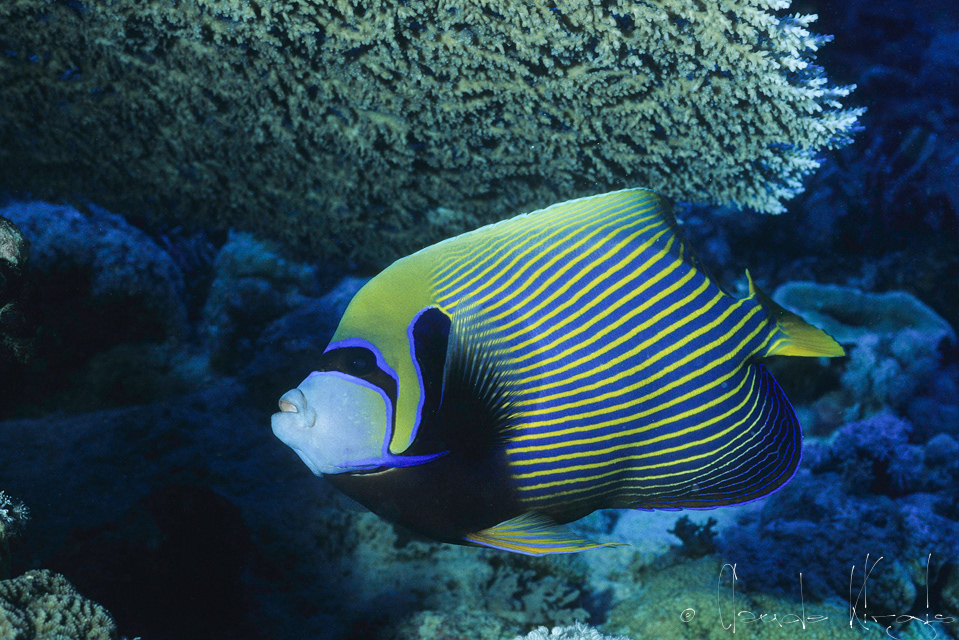 Poisson-Ange Empereur (Pomacanthus imperator)