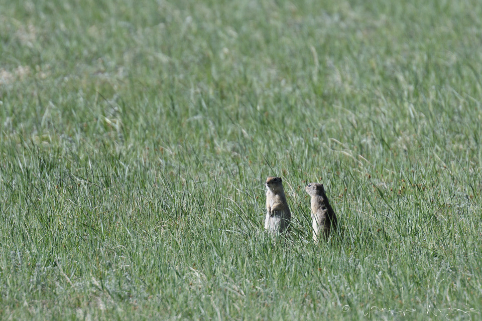 Chien de prairie du Colorado (Cynomys gunnioni)
