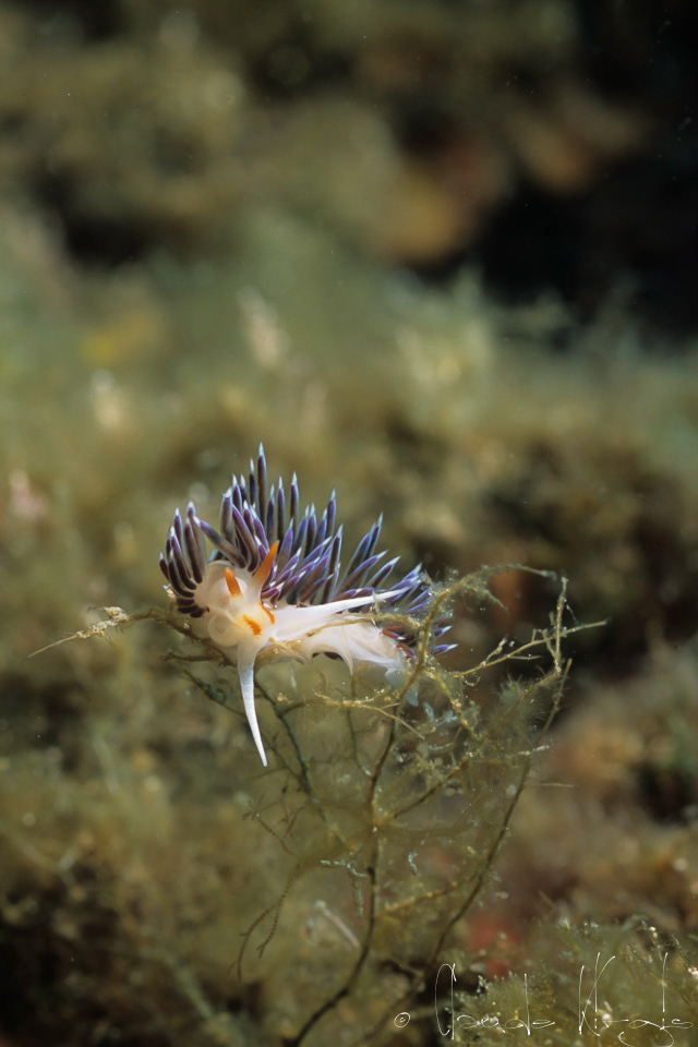 Hervia (Limacia clavigera)