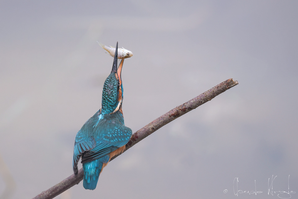 Martin-pêcheur d'Europe (Alcedo atthis)