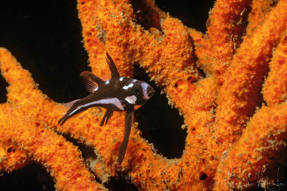 Vivaneau  minuit-juvénile (Macolor macularis)