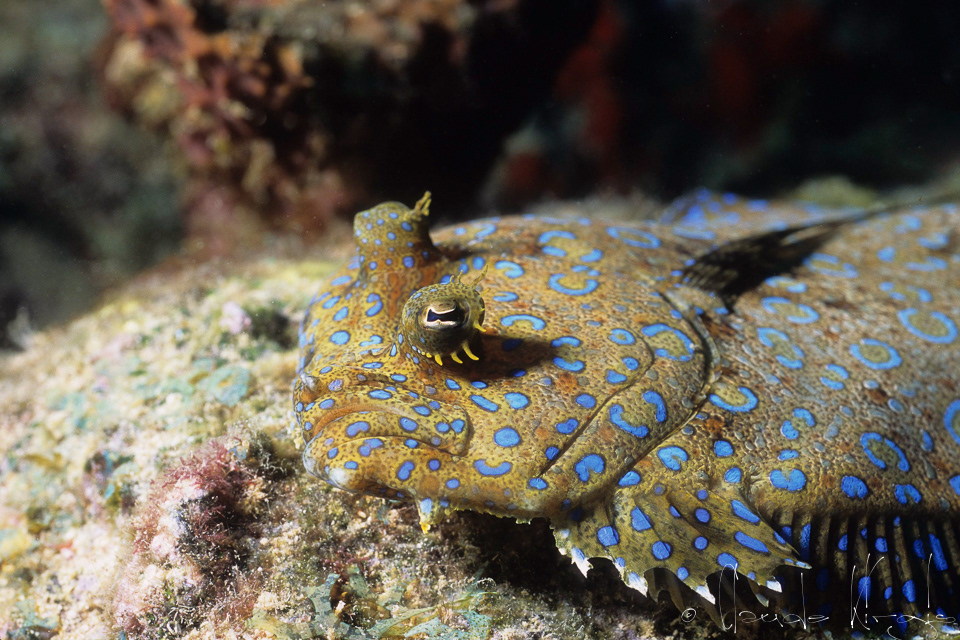Carrelet Paon (Bothus lunatus)