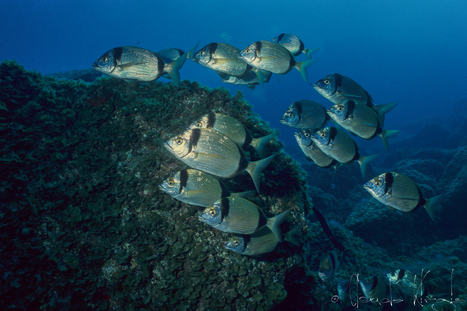 Sar à tête noire (Diplodus vulgaris)