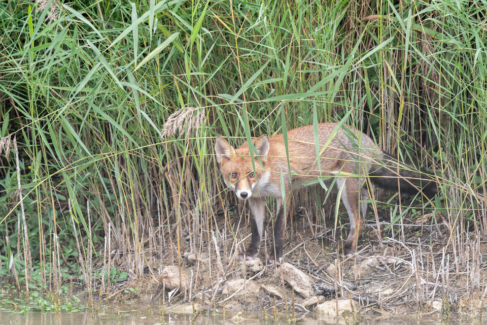 Renard Roux (Vulpes vulpes)