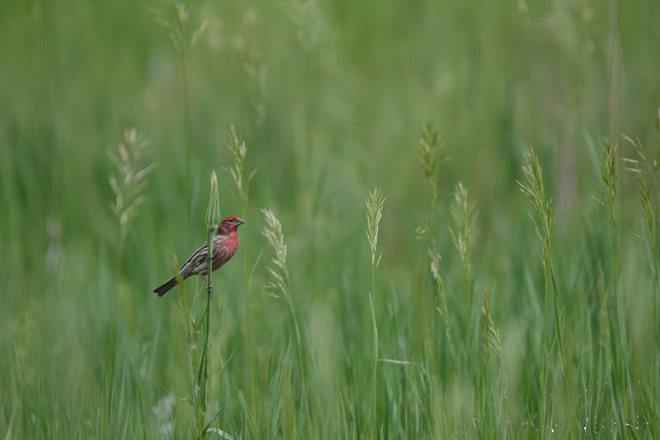 Roselin familier-House Finch (Haemorhous mexicanus)