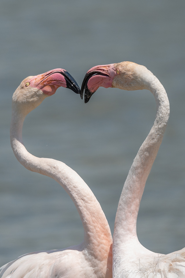 Flamand rose (Phoenicopterus roseus)