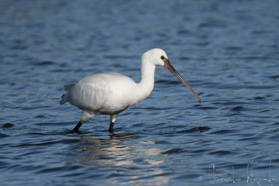 Spatule blanche-juvénile (Platalea leucorodia)