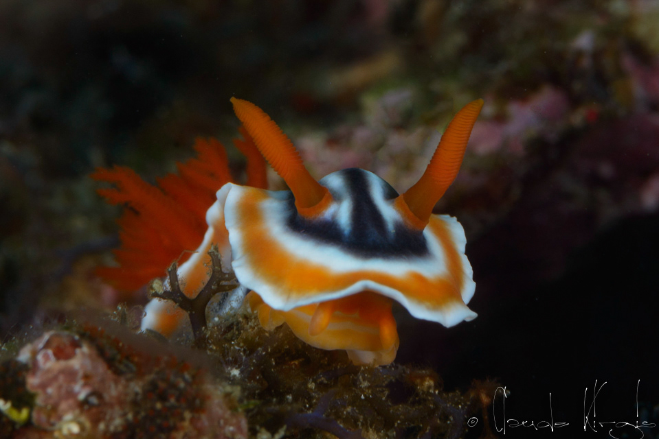 Doris magnifique (Chromodoris magnifica)