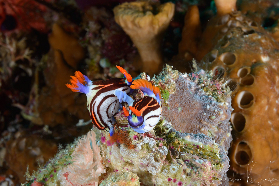Nembrotha à lignes pourpres (Nembrotha purpureolineata)