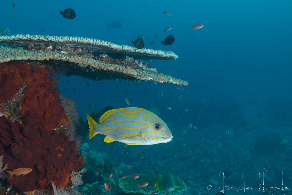 Gaterin rayé d'or (Plectorhinchus chysotaenia)