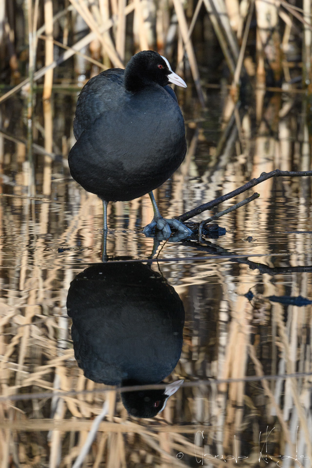 Foulque macroule (Fulica atra)