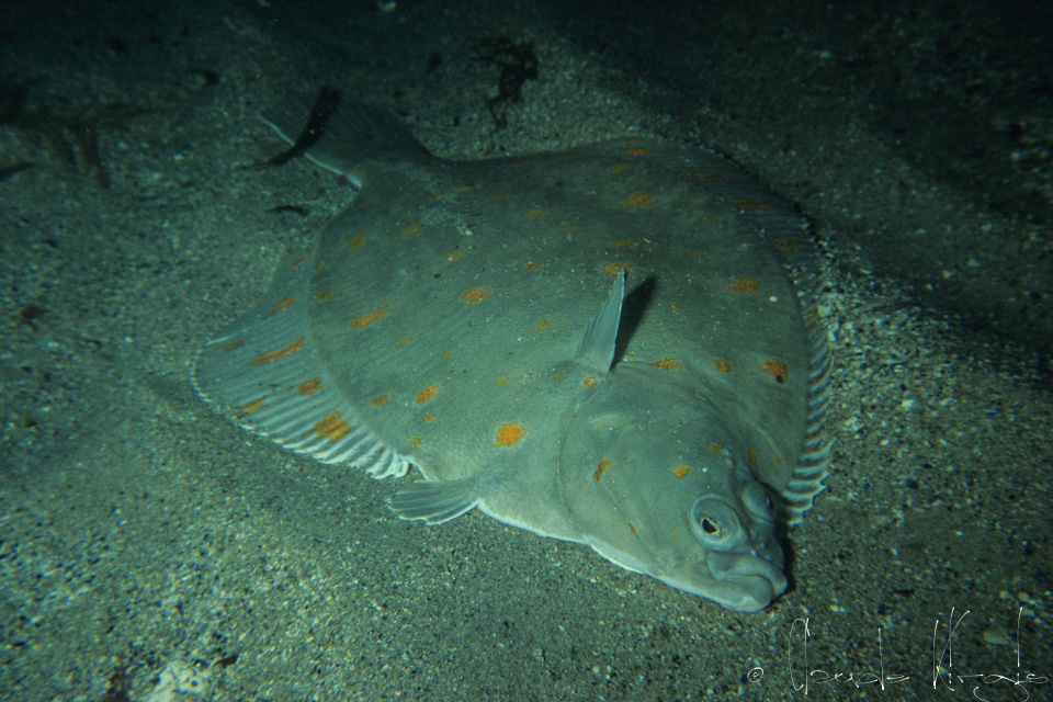 Plie-Carrelet(Pleuronectes platessa) 