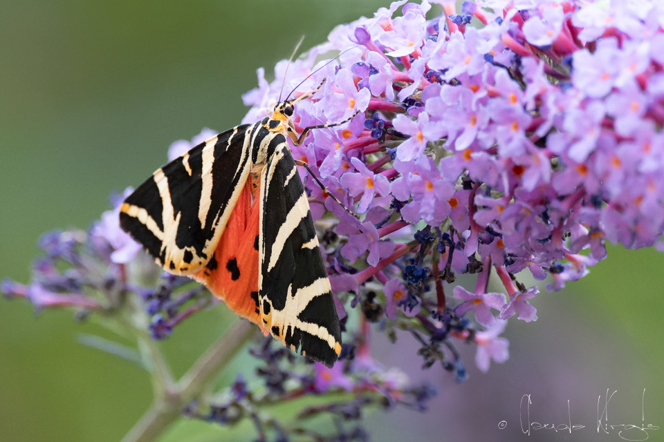 Ecaille chinée (Euplagia quadripunctaria)