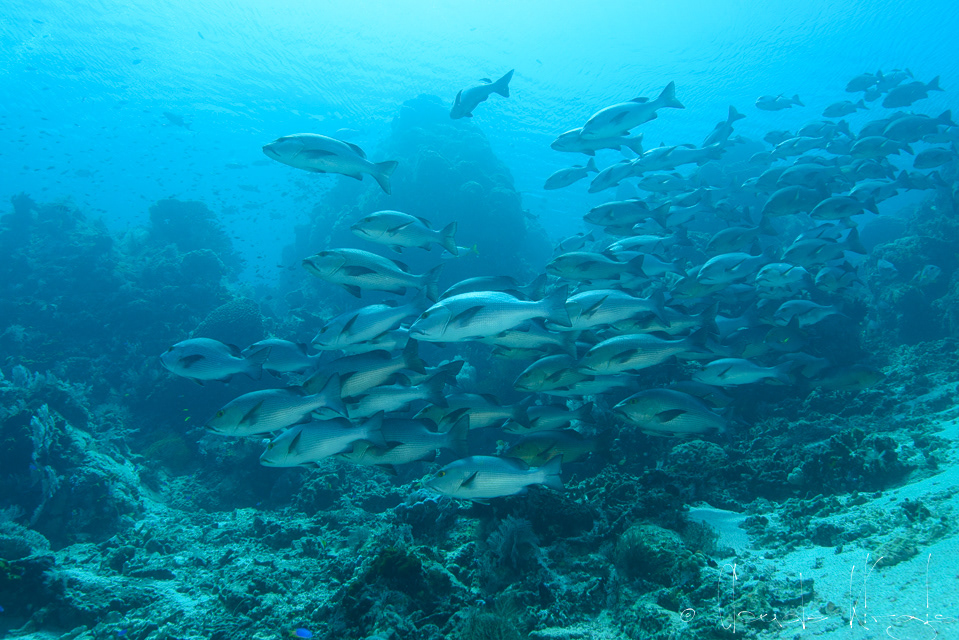 Lutjian-chien rouge (Lutjanus bohar)