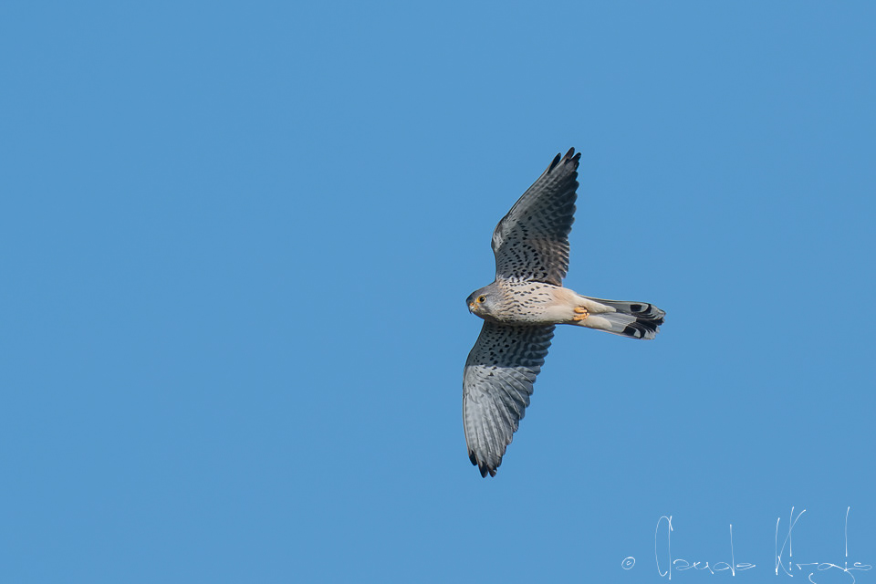 Faucon crécerelle-mâle (Falco tinnunculus)