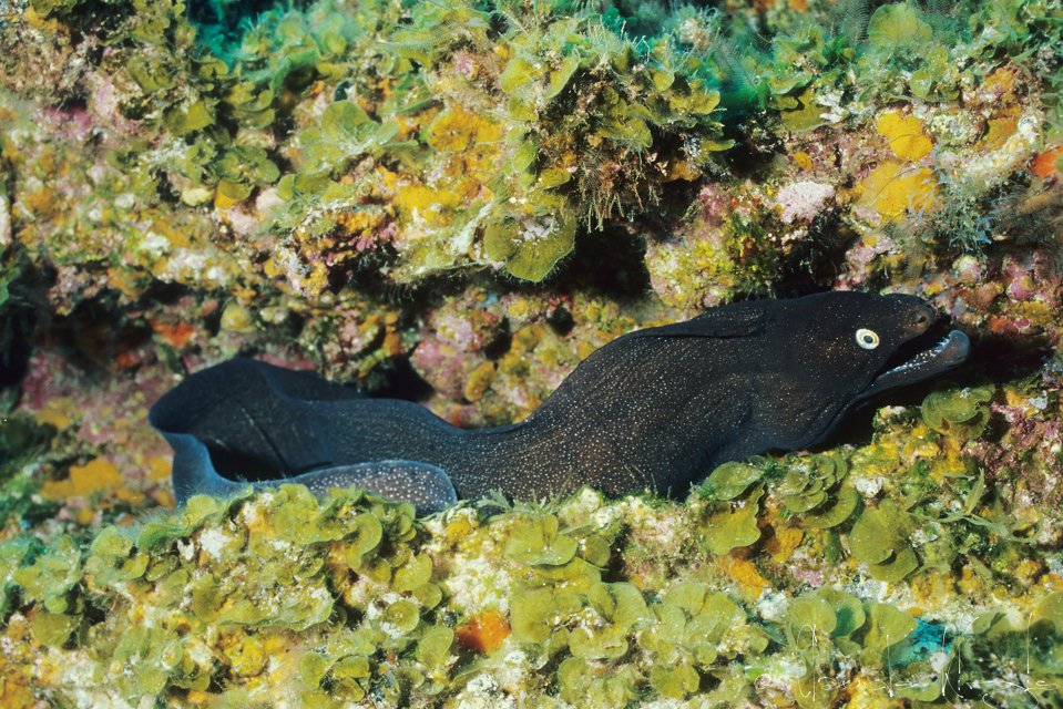 Murène noire (Mureana augusti)