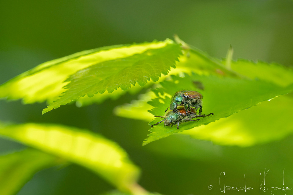 Le hanneton des jardins (Phyllopertha horticola)