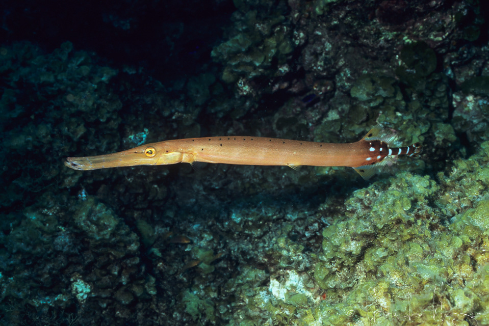 Poisson-Trompette des caraïbes (Aulostomus maculatus)