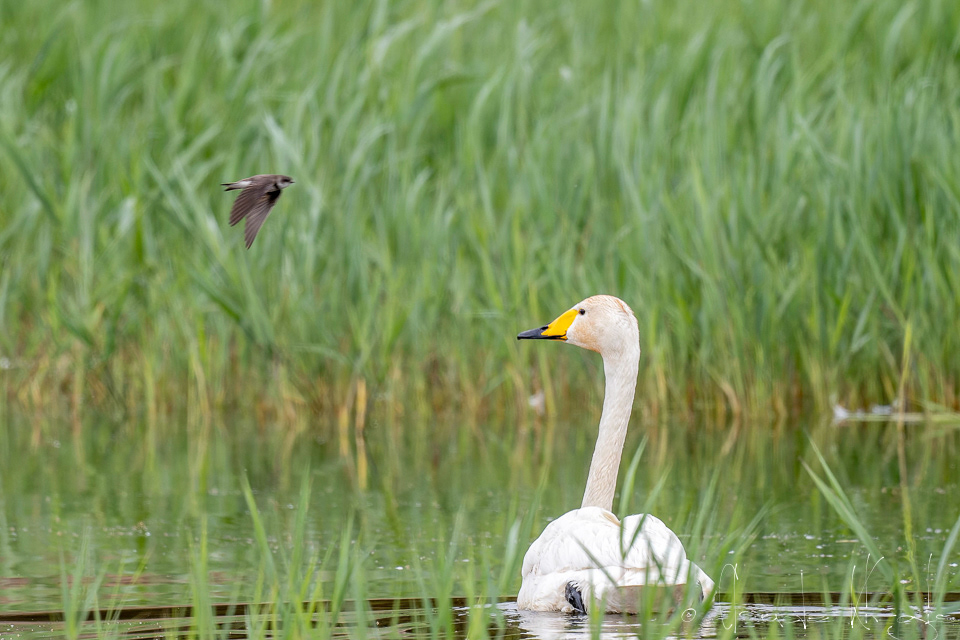 Cygne chanteur (Cygnus cygnus)