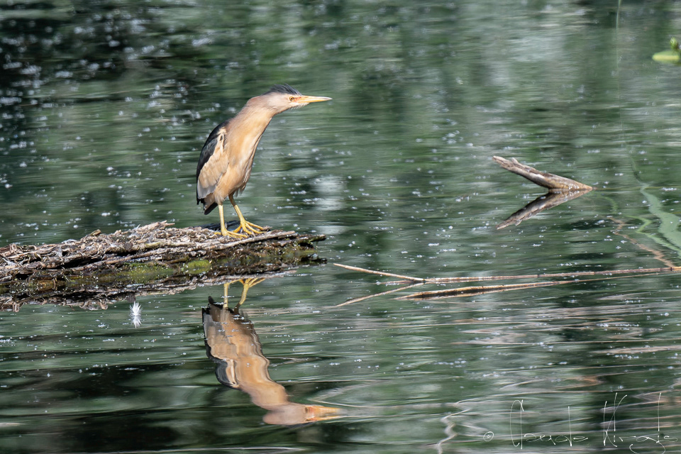 Blongios nain-mâle (Ixobrychus minutus)