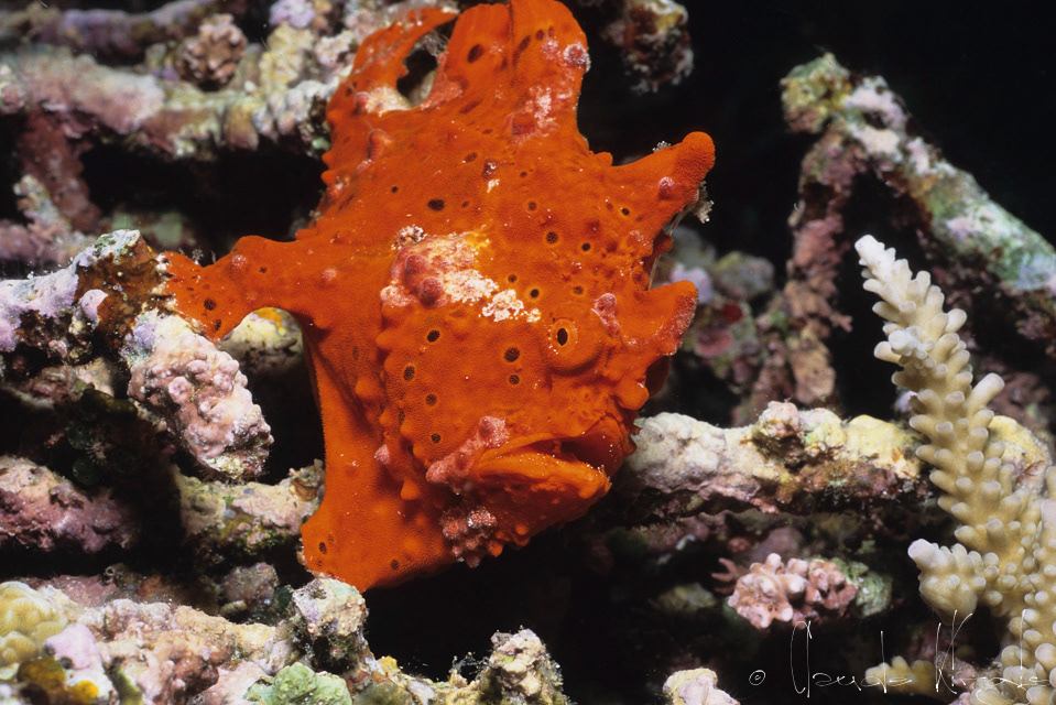 Antennaire peint (Antennarius pictus)