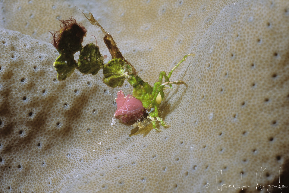 Araignée tête de fléche (Huenia heraldica)