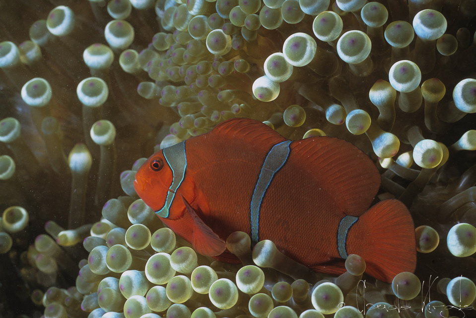 Poisson-Clown épineux femelle (Premnas biaculeatus)