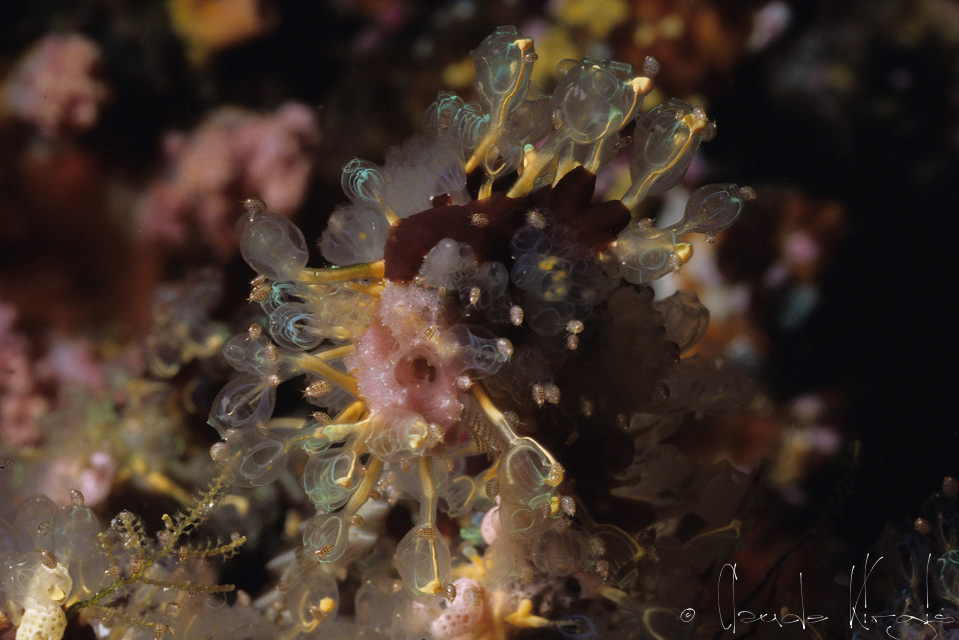 Claveline pédonculée orange et Puces de mer (Clavelina detorta& Cyproidea sp)