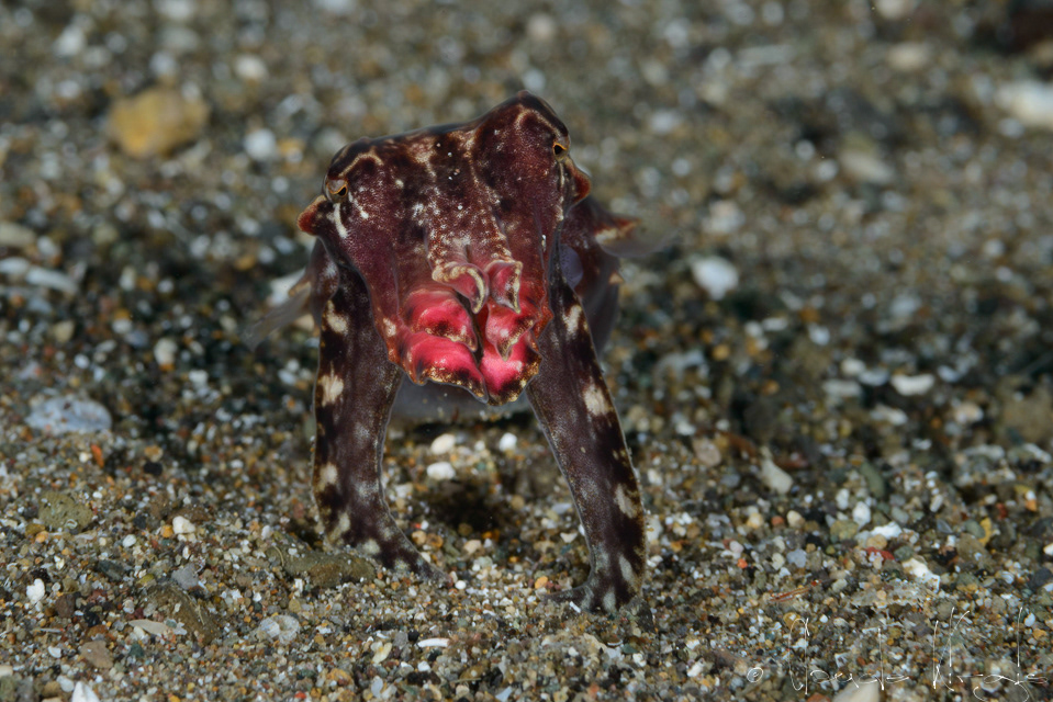 Seiche flamboyante (Metasepia pfefferi)