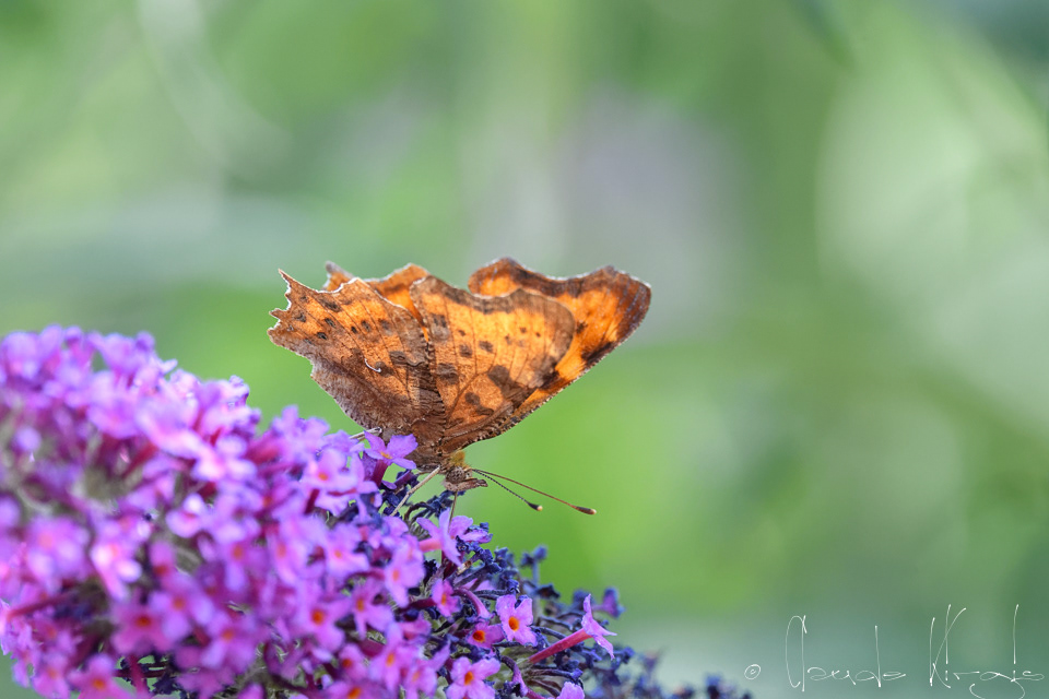 Le Robert-le-diable (Polygonia c-album)