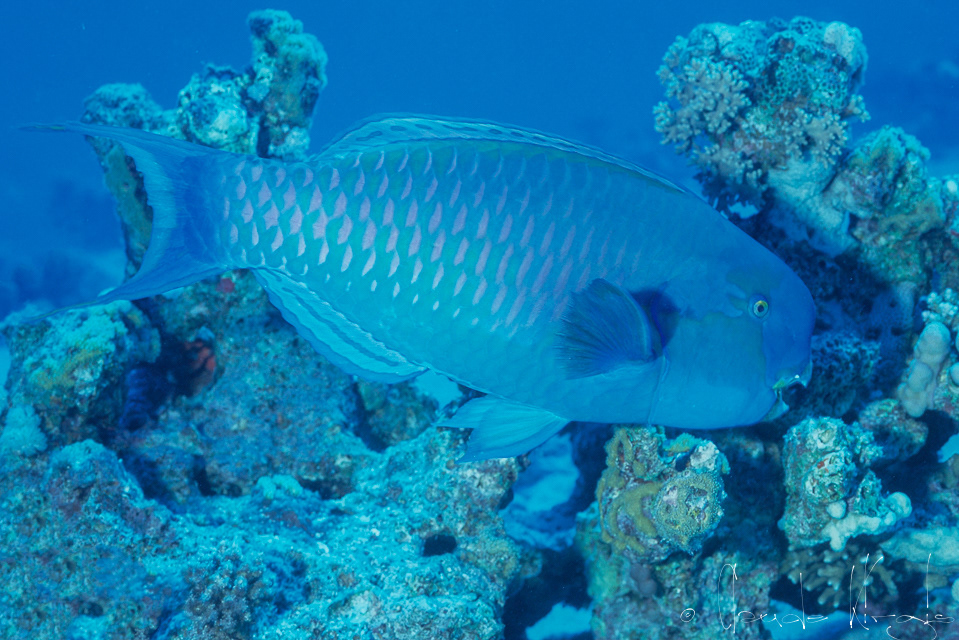 Perroquet Bossu bleu Mâle (Scarus gibbus)