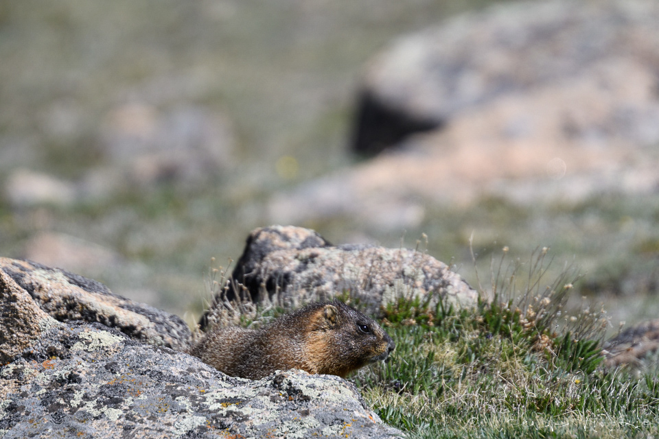Marmotte à ventre jaune (Marmota flaviventris)