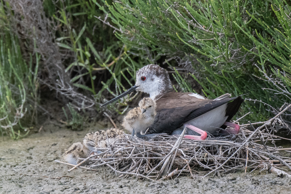 Echasse blanche & Poussins (Himantopus himantopus)