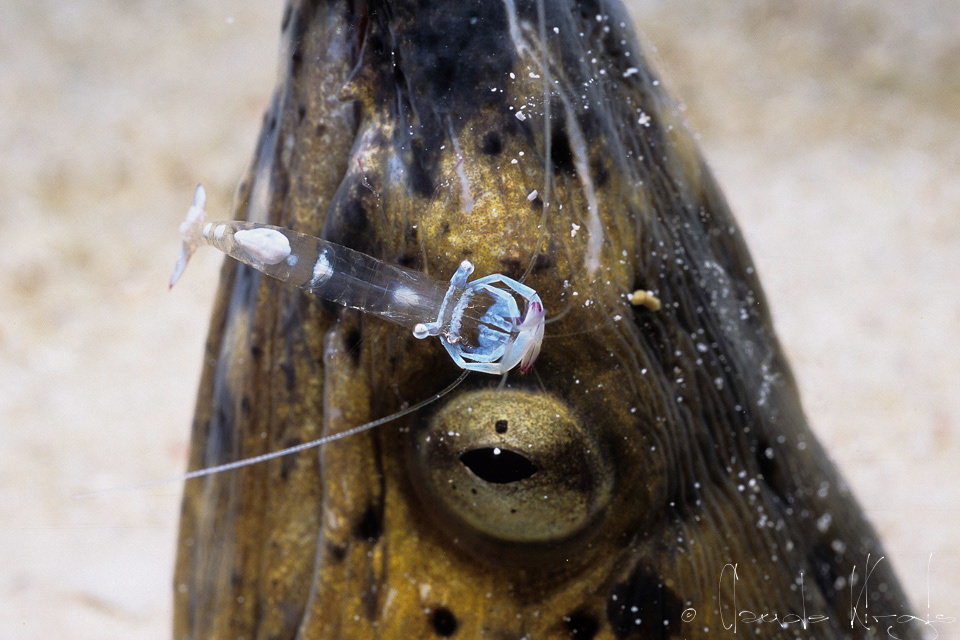 Crevette Magnifique&Serpentine à marques noires (Ancylomenes magnificus&Ophichthus cephalozona) 