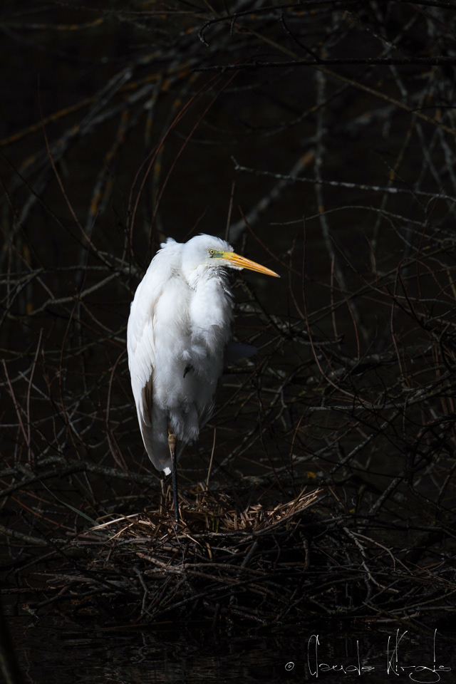 Grande Aigrette (Ardea alba)