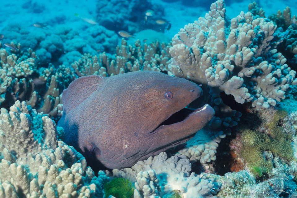 Murène géante (Gymnothorax javanicus)