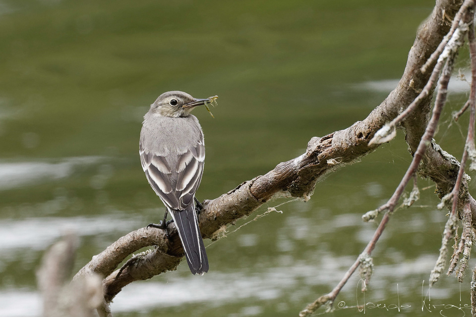 Bergeronnette grise-juvénile (Motocilla alba)