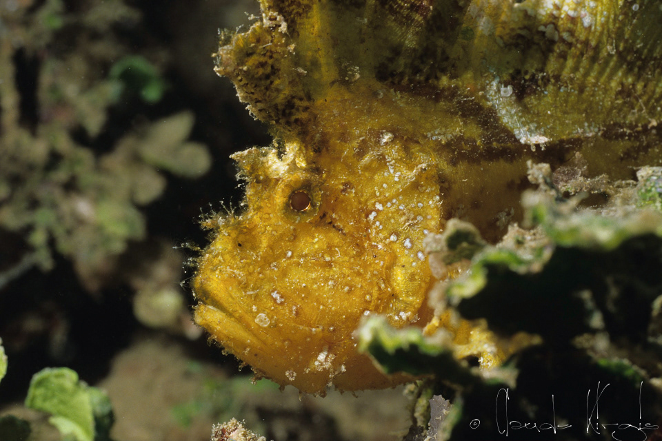 Poisson-scorpion Feuille (Taenianotus triacanthus)